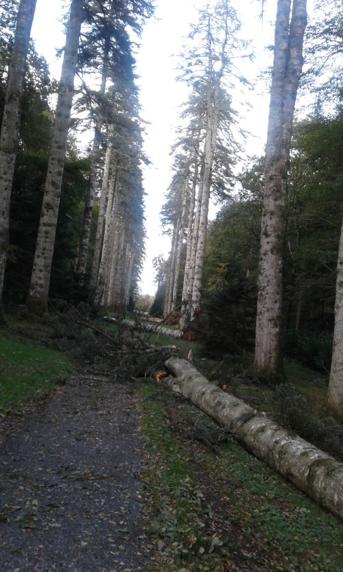 woodstock monkey puzzle trees down