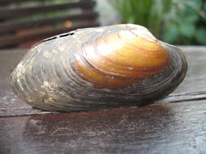 Pearl Mussel