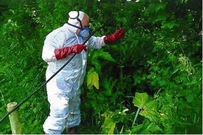 Giant Hog Weed eradication, Kilkenny