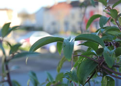 shrubs in Local Authority Estate