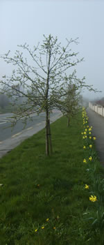 Tree Planting, Paulstown