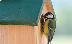 bird outside bird nesting box