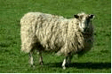 Image of a sheep