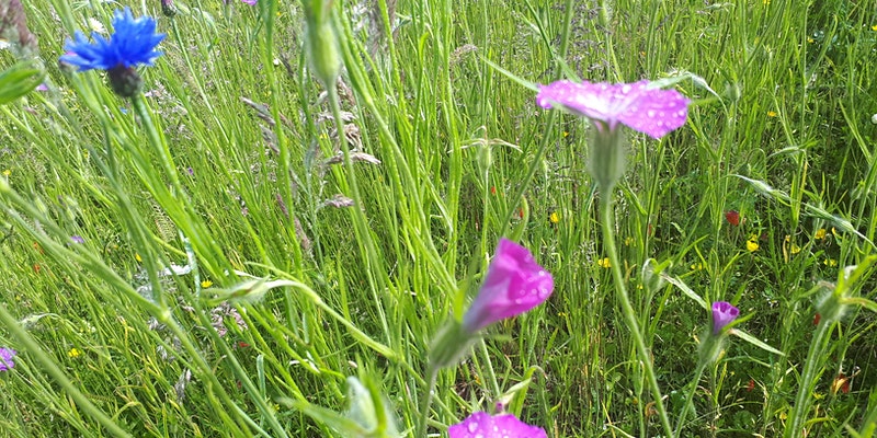 Meadow with flowers