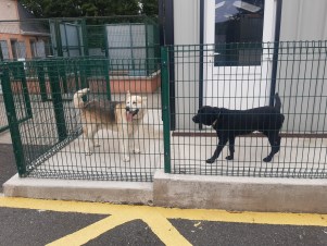 inistioge dog pound